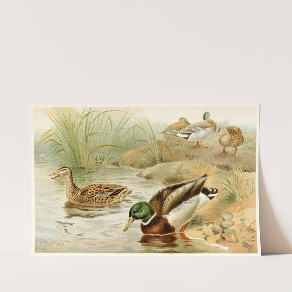 Wild Duck (1893-1896) by Pierre Jacques Smit