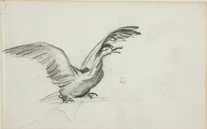Wild Duet
