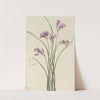 Wild Hyacinth (Brodiaea pulchella) (1927) by Mary Vaux Walcott