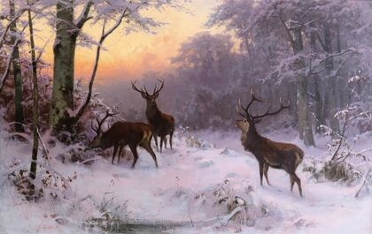 Wild im Winterwald