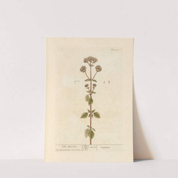 Wild marjoram by Elizabeth Blackwell