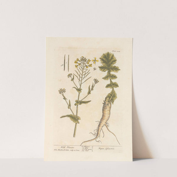 Wild naven by Elizabeth Blackwell