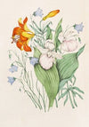 Wild Orange Lily, Canadian Harebell, Showy Lady’s Slipper