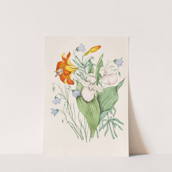 Wild Orange Lily, Canadian Harebell, Showy Lady’s Slipper by Agnes Fitzgibbon