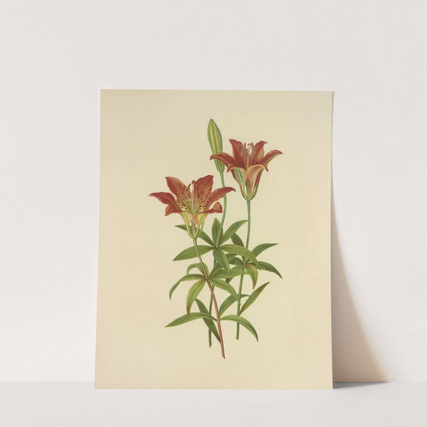 Wild Orange-Red Lily (1887) by Isaac Sprague
