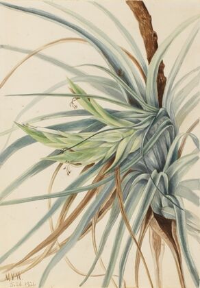 Wild Pineapple (Tillandsia fasciculata) (1921)