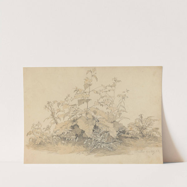 Wild Plants near Birstein by Johann Christian Heerdt