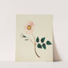 Wild Rose (1800s) by Mary Altha Nims