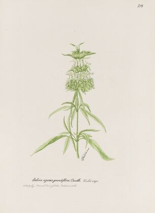 Wild sage