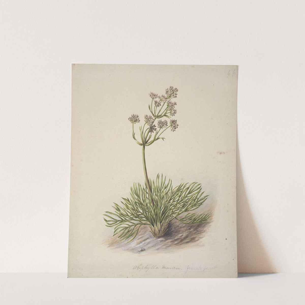 Wild Spaniard by Sarah Featon