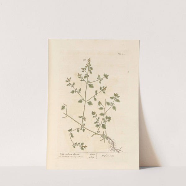 Wild stinking arrach by Elizabeth Blackwell