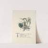 Wild Thyme, Vine, Willows and hazel by Jane Elizabeth Giraud