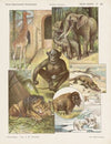 Wilde dieren. (1875-1919)