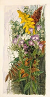 Wildflowers