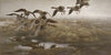 Wildgeese Settling