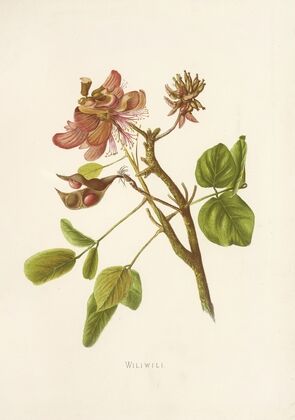 Wiliwili (1885)