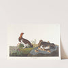Willow grous or large ptarmigan by John James Audubon