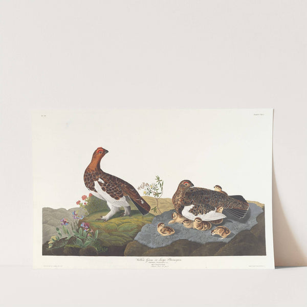 Willow grous or large ptarmigan by John James Audubon