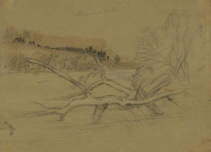 Willows and pines