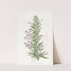 Winged-stemmed Lobelia by Sydenham Edwards