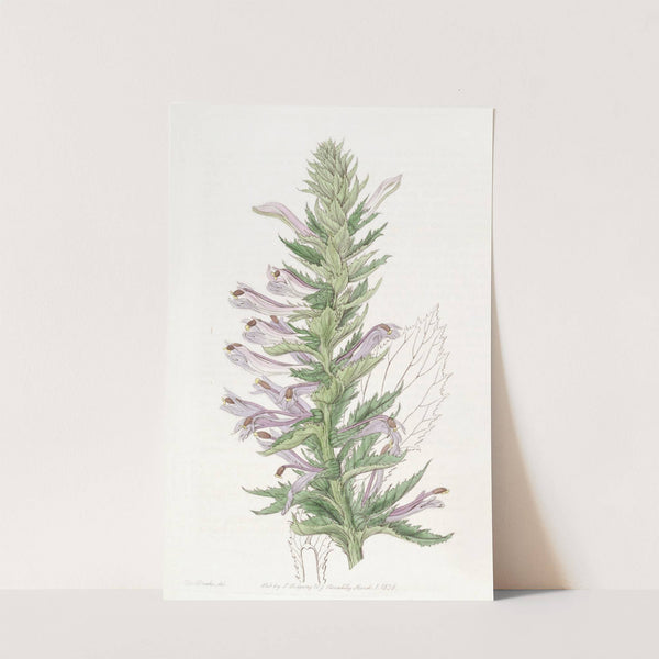 Winged-stemmed Lobelia by Sydenham Edwards