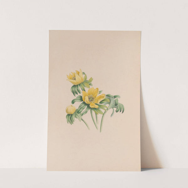 Winter Aconite (1840) by John Stevens Henslow