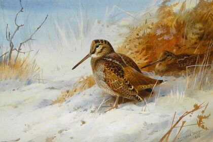 Winter Woodcock (1916)
