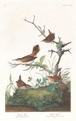 Winter wren