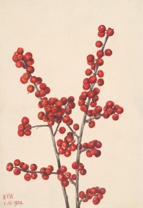 Winterberry (Ilex verticillata) (1920) — size preview