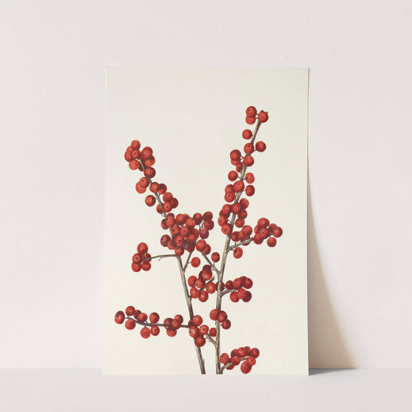 Winterberry. (Ilex verticillata) (1925) by Mary Vaux Walcott