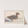 Wintertaling (Anas crecca) (1596-1610) by Anselmus Boëtius de Boodt