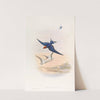 Wire-tailed Swallow by John Gould