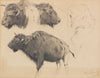 Wisent und Wisentkopf-Studien (1886)