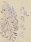 Wisteria