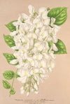 Wisteria sinensis DC. var. albiflora
