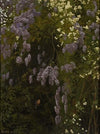 Wisterias in bloom
