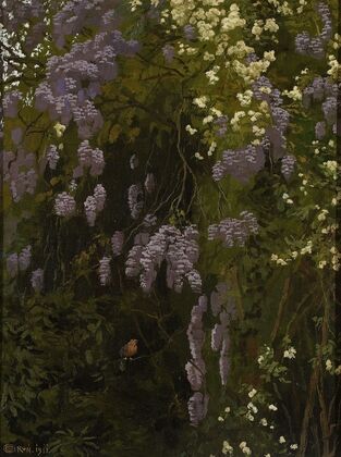 Wisterias in bloom
