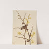 Witch Hazel (Hamamelis virginiana) (1922) by Mary Vaux Walcott