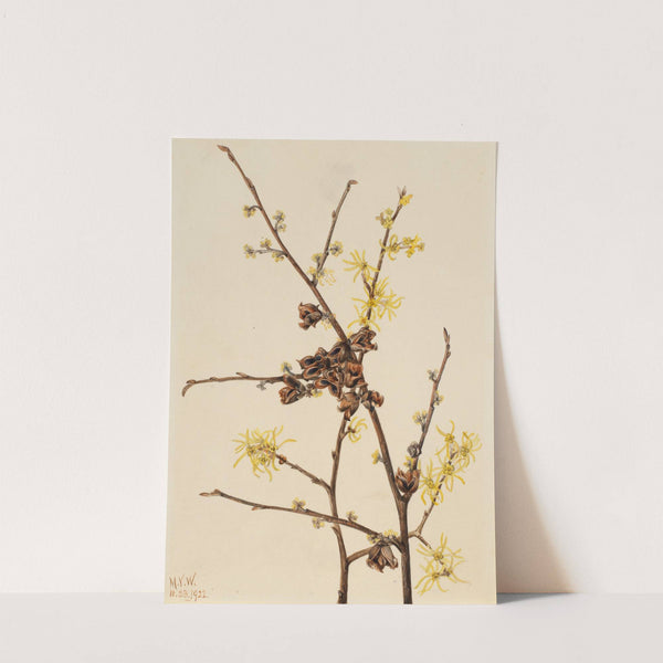 Witch Hazel (Hamamelis virginiana) (1922) by Mary Vaux Walcott