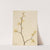 Witch-Hazel (Hamamelis virginiana) (1917) by Mary Vaux Walcott