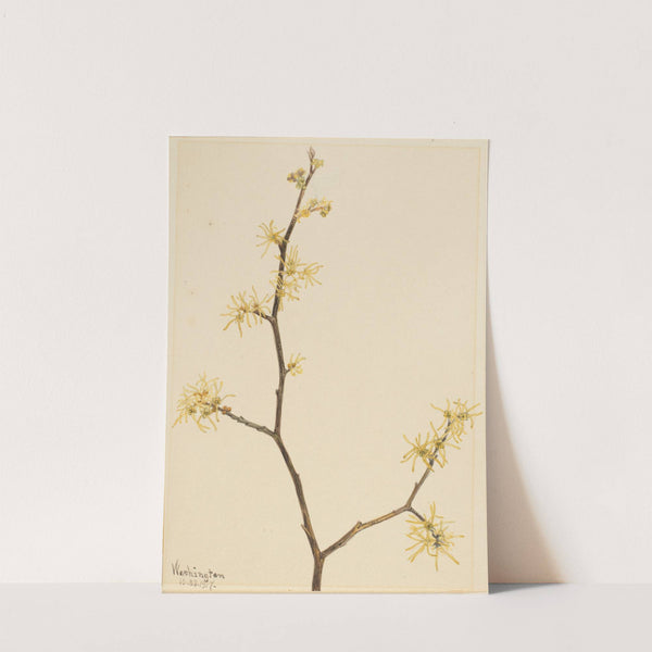 Witch-Hazel (Hamamelis virginiana) (1917) by Mary Vaux Walcott