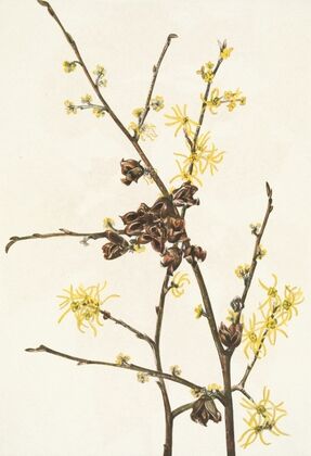 Gentian (Gentiana affinis) (1915)