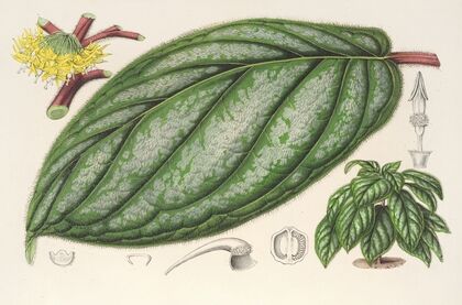 Witheringia pogonandra