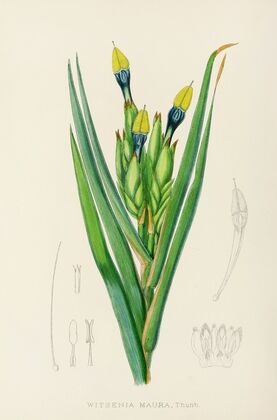 Witsenia Maura
