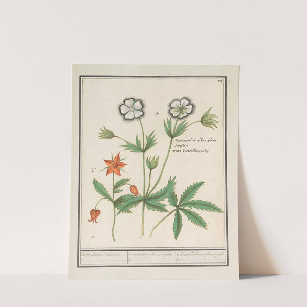 Witte boterbloem (Ranunculus) en een onbekende bloem 1. Witte Boter Bloemen. 2. 1. ranunculus albus Simplex (1596-1610) by Anselmus Boëtius de Boodt