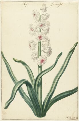 Witte hyacint