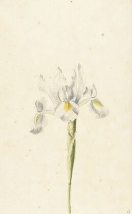 Witte iris