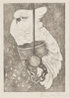 Witte kaketoe