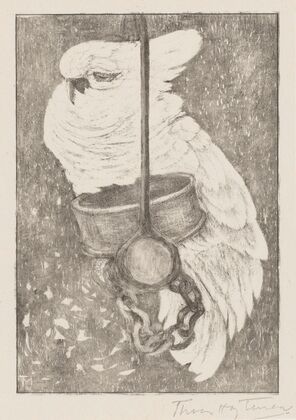 Witte kaketoe