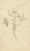 Witte lelie